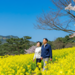 [여행정보] 아고다 선정 2026 대한민국 봄꽃 축제 여행지 순위 BEST 4 - 놓치면 후회
