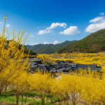 [봄여행] 구례산수유꽃축제 2026 노란 물결 개막 일정 및 주차 꿀팁 확인하기